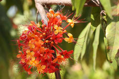 Saraca asoca